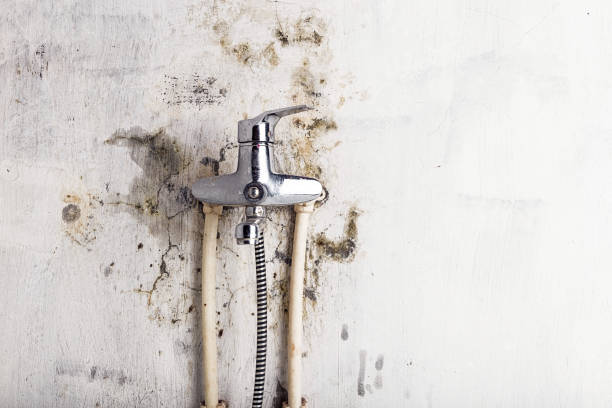 Best Home Mold Removal  in Kemp, TX