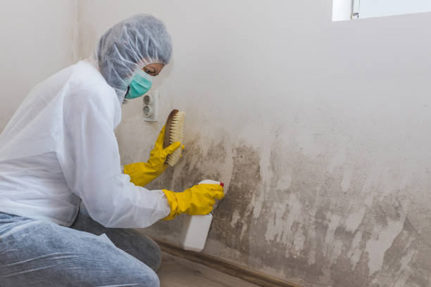 Professional Mold Removal in Kemp, TX
