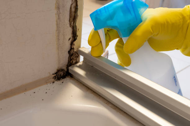 Best Same-Day Mold Removal  in Kemp, TX