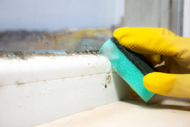 Best Fast Mold Removal  in Kemp, TX