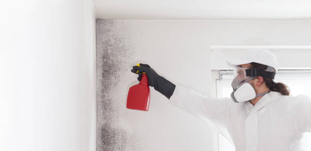 Crawl Space Mold Removal in Kemp, TX