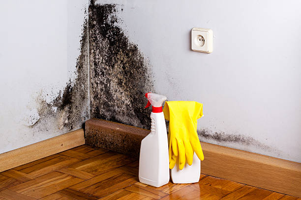 Best Commercial Mold Removal  in Kemp, TX