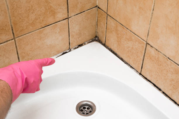 Best Best Mold Removal Companies  in Kemp, TX